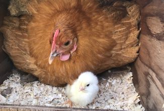 Fluffy – the Little Hen that Could